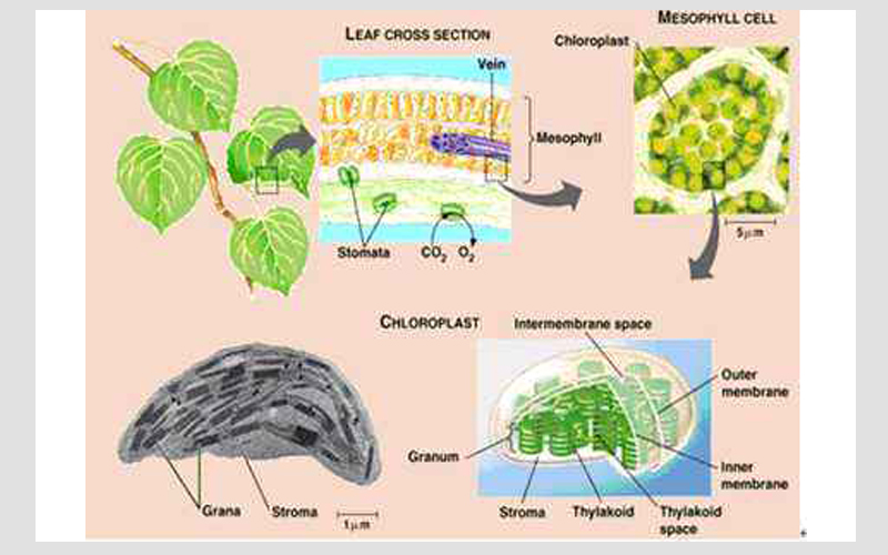 表征植物细胞发育的三维形态和力学
