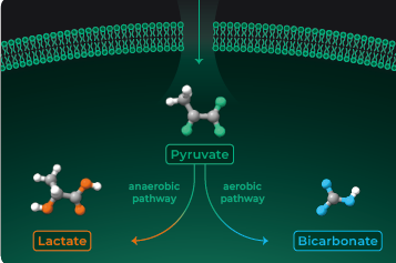 超极化磁共振成像示踪剂 超极化磁共振成像示踪剂
